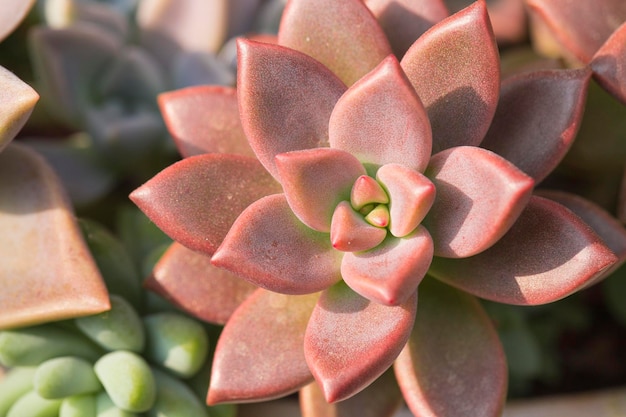 Succulent plant closeup image