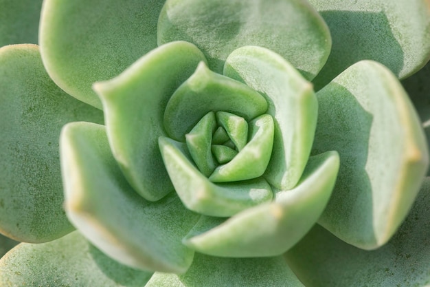 Succulent plant closeup image