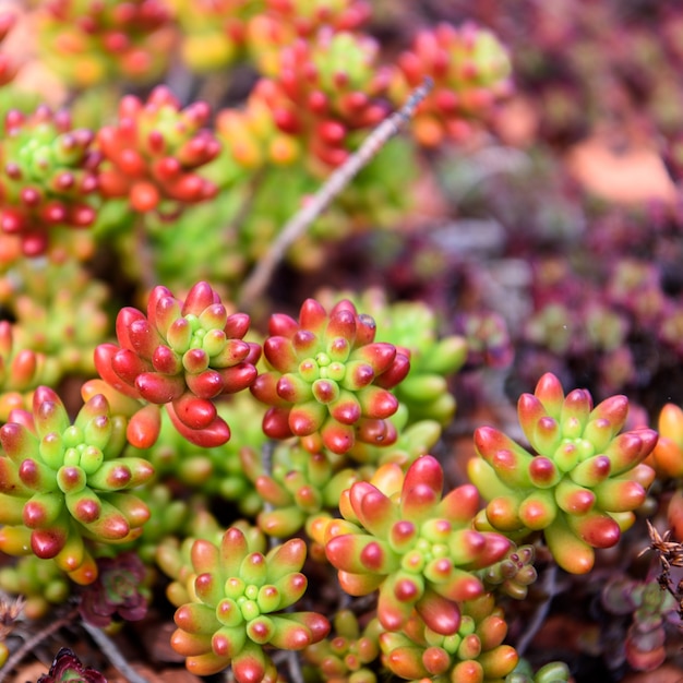 succulent plant closeup