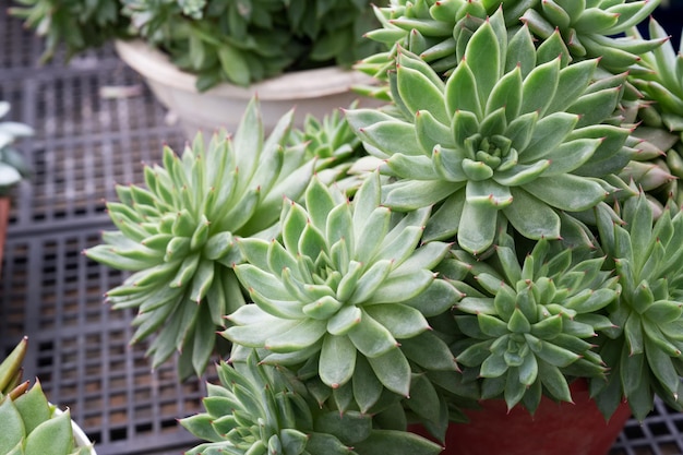 Суккулентное растение Echeveria Agavoides Red Tips