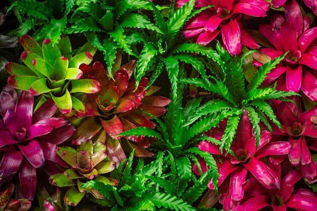 Foto fiore di piante succulente piante succulente impostano lo sfondo pianta di bromelia verde nel giardino naturale