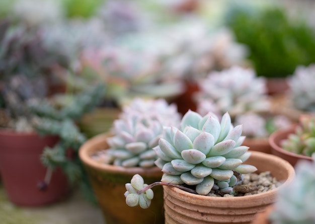 succulent plant  in garden