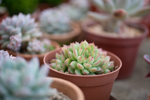 多肉植物のコレクション、米国カリフォルニア州のガーデニング