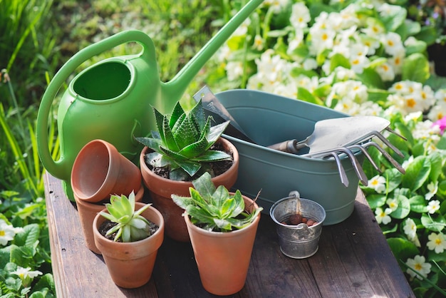 succulent plant and gardening equipment on wooden table in garden with flowers blooming background