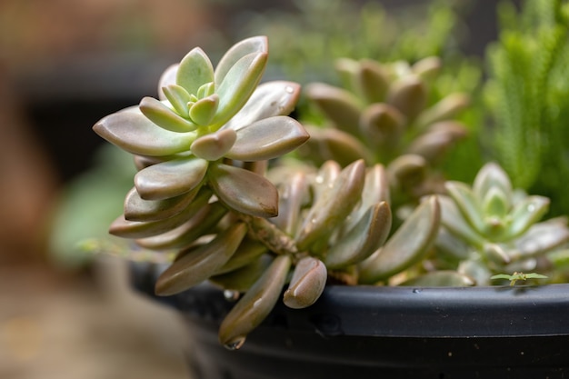 Succulent plant grown of the Tribe Sedeae