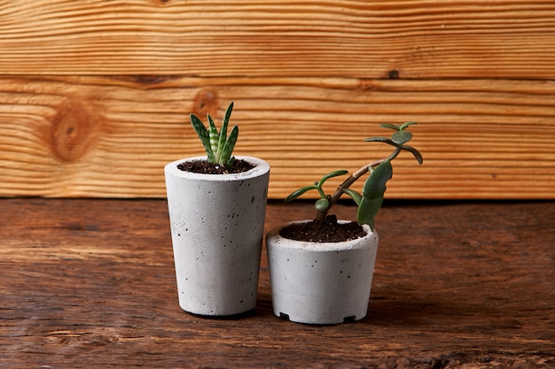 Succulent plant in handmade concrete pot in room decoration