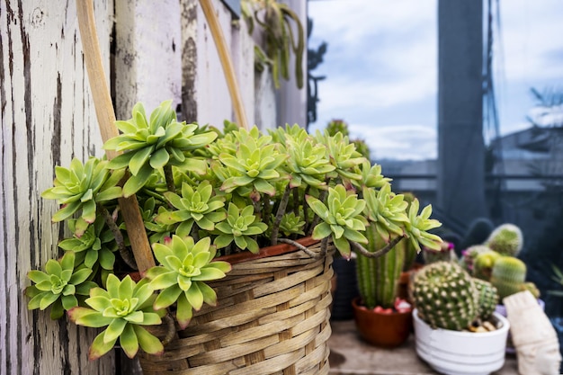 A succulent plant in a hanging pot basket