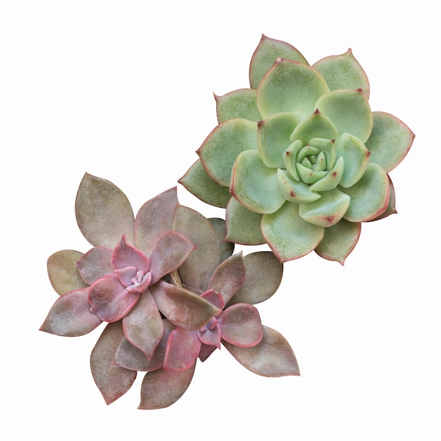 Succulent plant isolated on white with clipping path