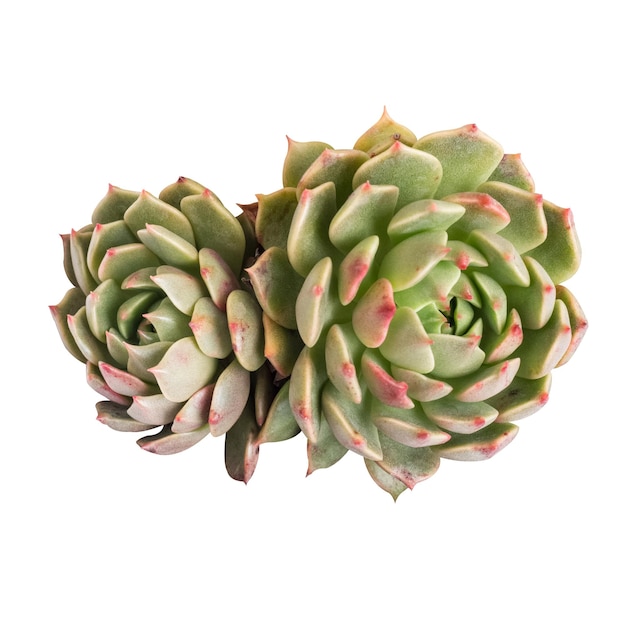 Succulent plant isolated on white with clipping path