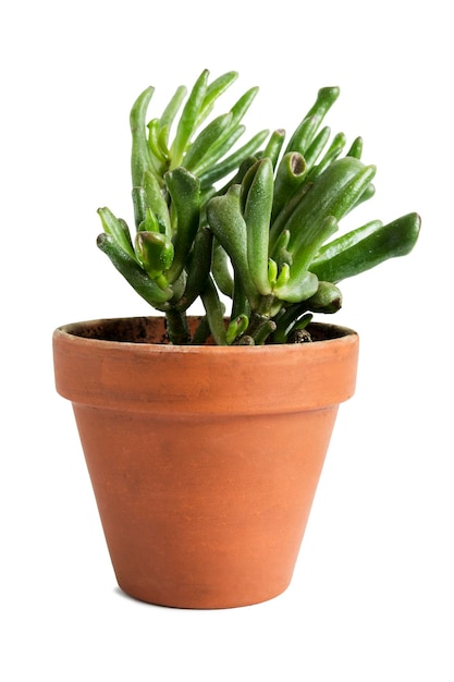 Succulent plant isolated