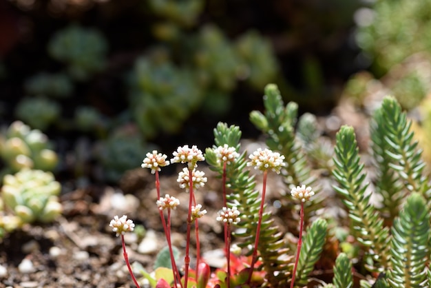 Succulent plant in natural sun light on blurred background