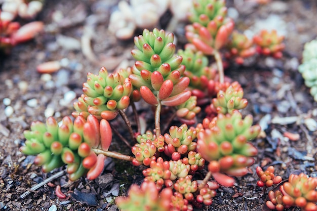 自然な太陽の光の中の多量の植物は、ぼやけた背景に