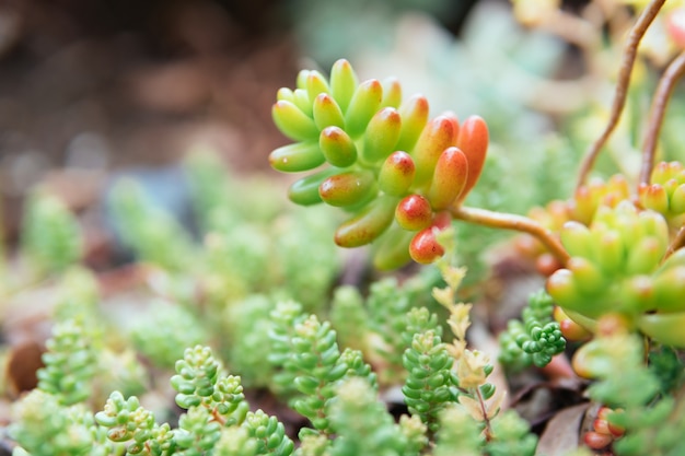 Pianta succulenta in luce naturale del sole su sfondo sfocato