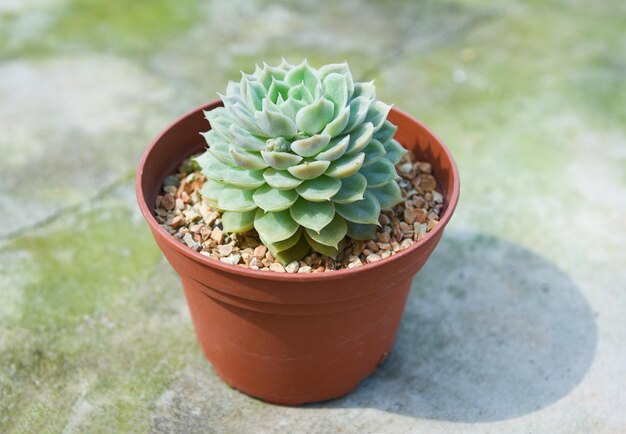 Photo succulent plant in pot for decorate in the garden home or work desk office