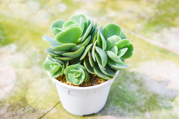 庭の家や仕事机のオフィスで飾るための鍋に多肉植物