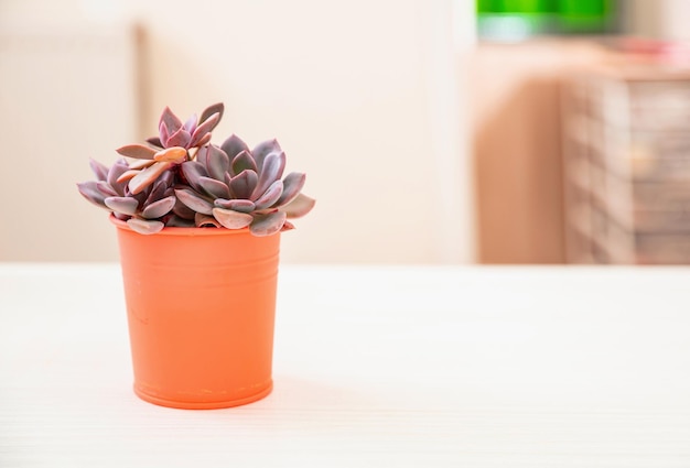 Succulent plant in a pot on office desk blur room background