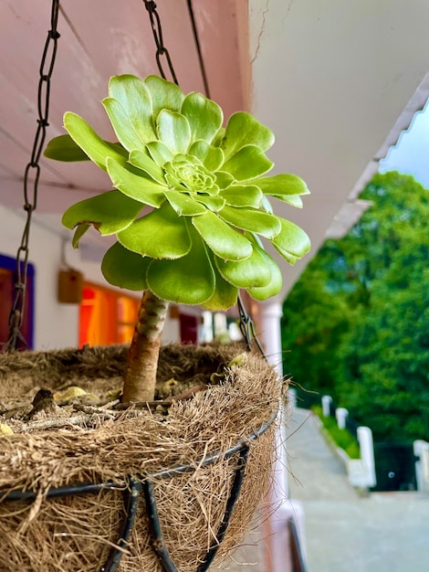 Foto pianta succulenta in una pentola sulla terrazza di una casa