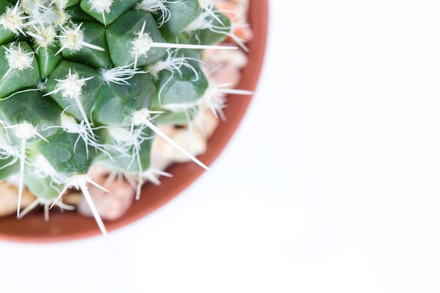 Succulent plant in the pot on white background cactus