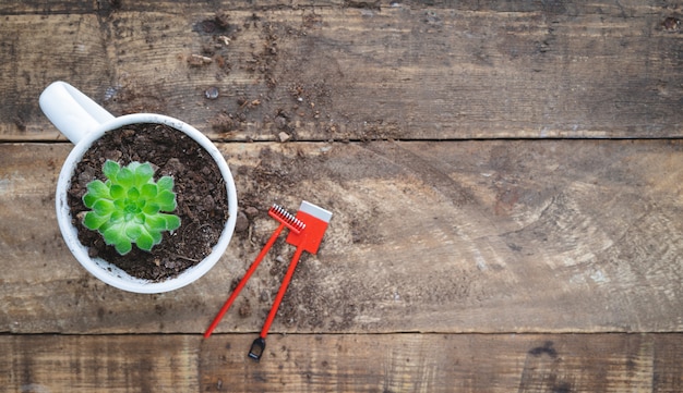 Succulent plant in pot with shovel and rake