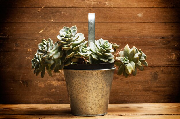 Succulent plant in a pot on a wooden background