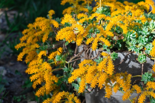 Суккулентное растение Sedum Palmeri цветет