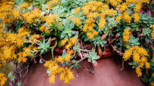 Succulent plant sedum palmeri with yellow flowers