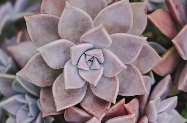 Succulent plant. Top view.