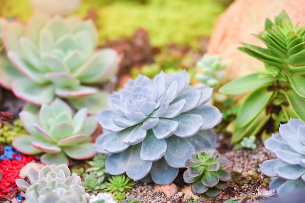 Succulent plant various types beautiful growing in the garden