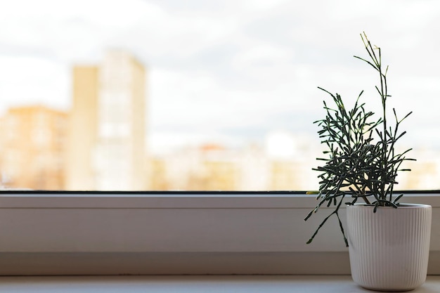 창턱 하티오라 살리코니오이데스 병 선인장에 있는 흰색 화분에 즙이 많은 식물