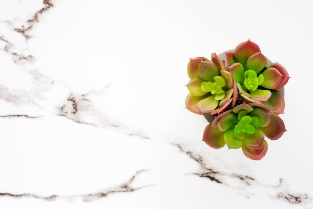 Photo succulent plant on white marble background