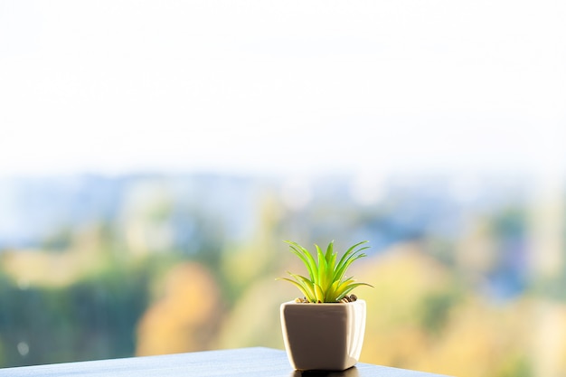 Succulent plant on window ledge in modern bedroom.