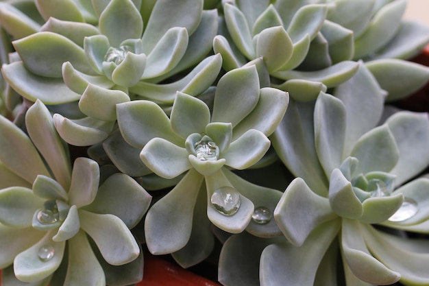 Photo succulent plant with water drops in the leaves macro shot