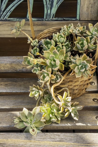A succulent plant in a woven fiber container