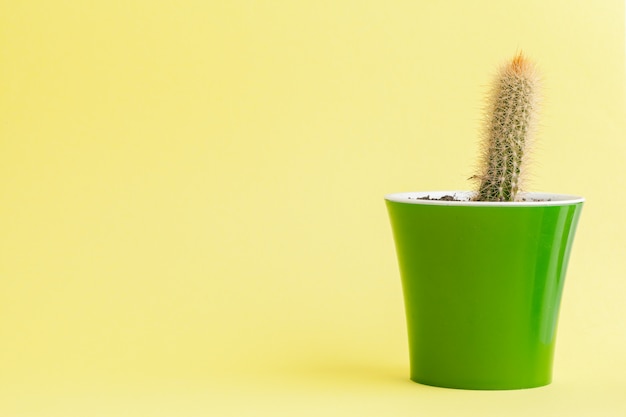 Succulent plant on a yellow background.