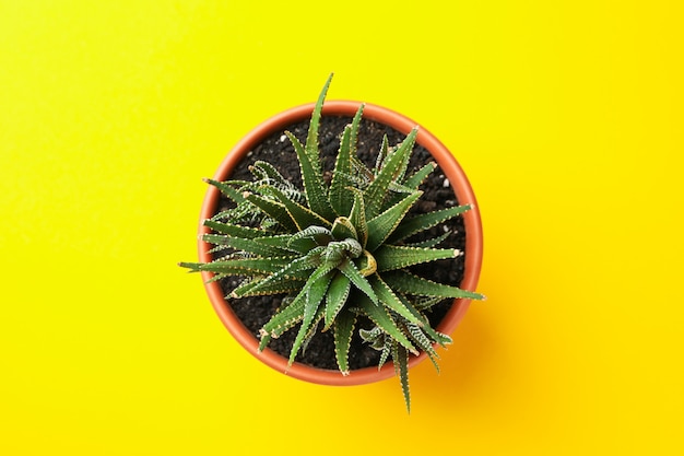 Succulent plant on yellow surface