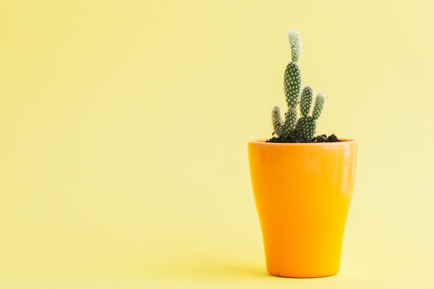 Succulent plant on a yellow ,