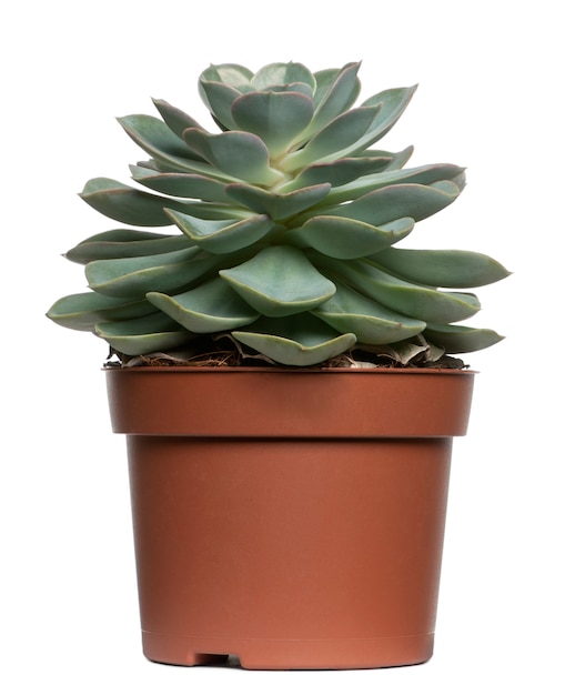 Succulent plant