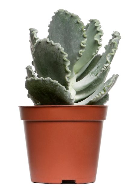 Succulent plant