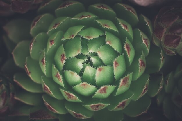 Succulent Plant