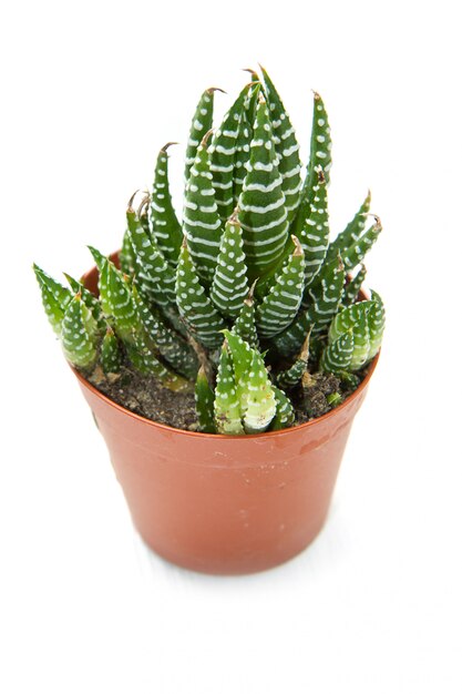 Succulent plant