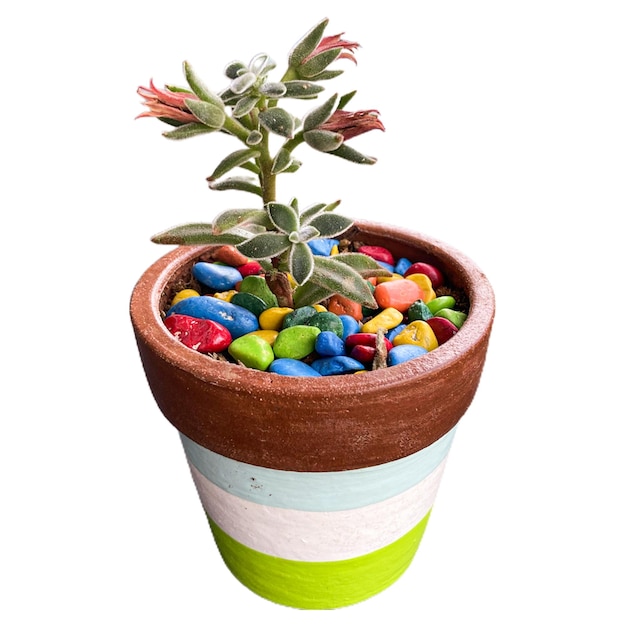 succulent plants or cactus in beautiful and colorful pots