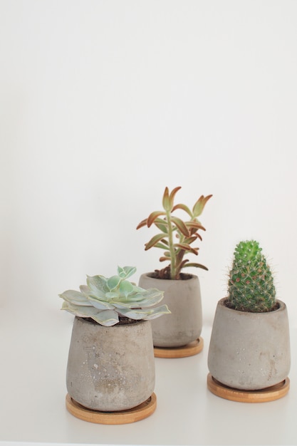 Succulent plants and cactus in concrete pots Modern trendy room decoration  White  Copy space