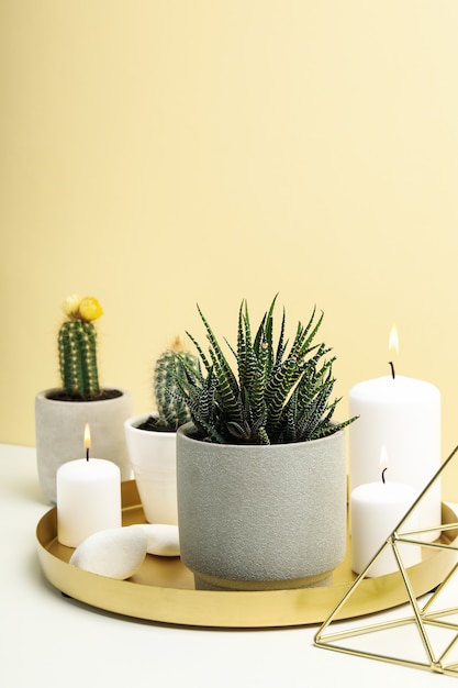 Succulent plants and candles on white table. Houseplants