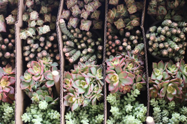 succulent plants close-up angle view beauty