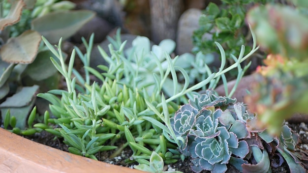 Succulent plants collection gardening in california usa home garden design diversity of various botanical hen and chicks assorted mix of decorative ornamental echeveria houseplants floriculture
