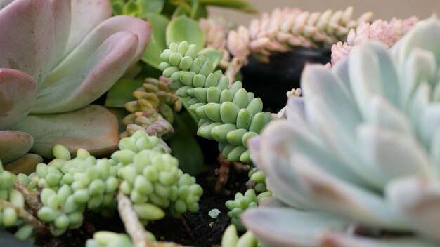 Succulent plants collection, gardening in California, USA. Home garden design, diversity of various botanical hen and chicks. Assorted mix of decorative ornamental echeveria houseplants, floriculture.