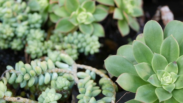 Succulent plants collection gardening