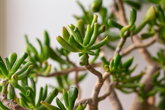 즙이 많은 식물은 황혼에 Crassula ovata Gollum 녹색 손가락 모양의 잎을 닫습니다.