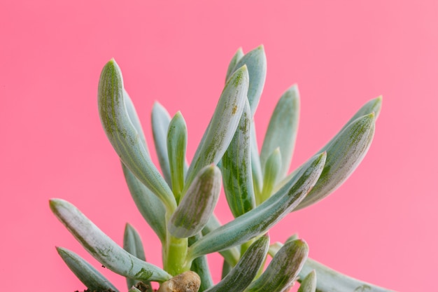 Succulent plants. Flat lay.