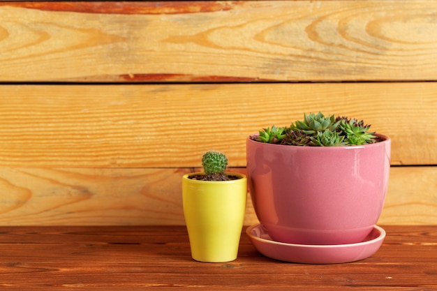 Succulent plants grouped on table